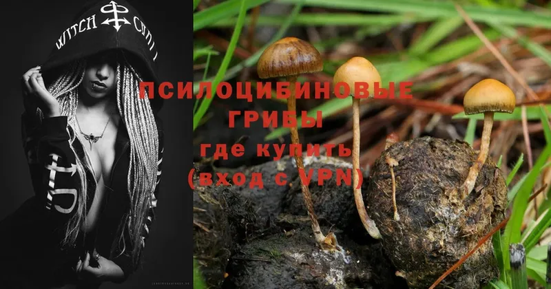 купить наркотики цена  Камешково  Псилоцибиновые грибы Magic Shrooms 